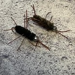 rubber leg tungsten bead head stone